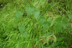Dioscorea belophylla